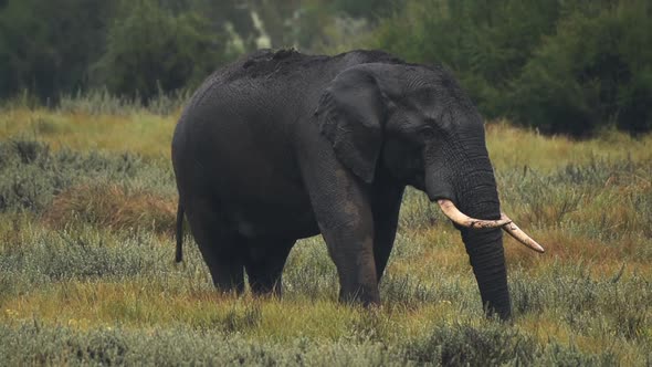 The African Bush Elephant Smelling The Grass In Aberdare National Park In Kenya. -medium shot