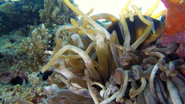 Underwater Clownfish and Sea Anemones with Eggs