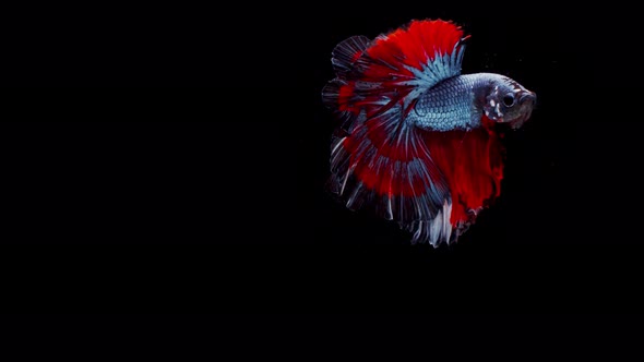 Siamese fighting fish (Betta splendens)