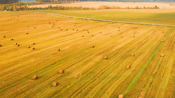 Rural Landscape Field With Hay Bales Rolls After Harvest