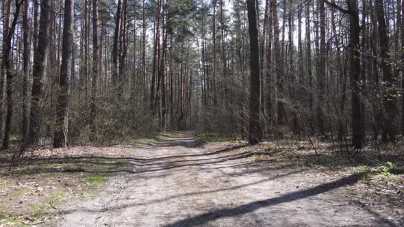 Aerial View of the Road Inside the Forest