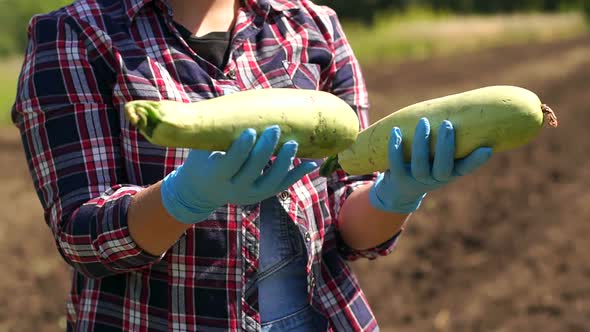 Girl Farmer Holding Freshly Harvested Zucchini in the Field with Working Tractor