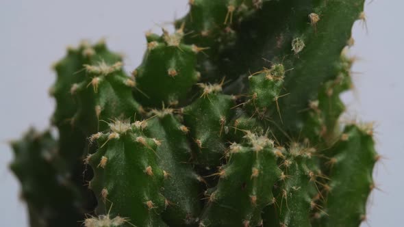 Close Up Of Fairy Castle Cactus Plant Revolving Around Itself On The White Screen Background