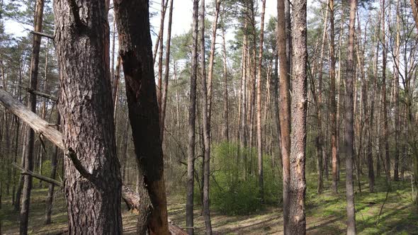 Beautiful Forest Landscape Aerial View Slow Motion