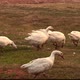 Geese are Walking on Green Grass. - VideoHive Item for Sale