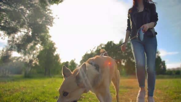 Woman in Jeans Leads Her Dog on a Leash in the Park.