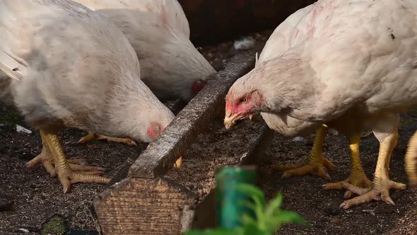 Young Chickens Broilers. Nature.