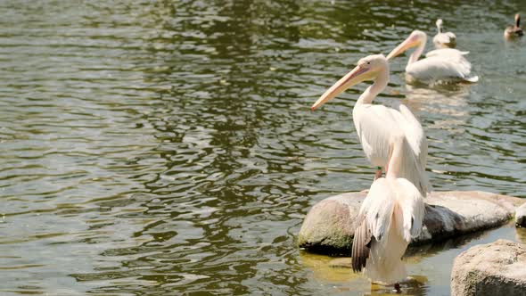 Fed pelican. White pelicans look for food by the water.