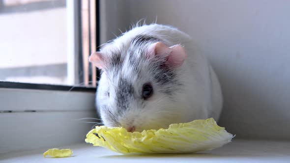 Grey White Guinea Pig Chewing Green Salad Leaf at Home  Animals Food and Domestic Pets Concept