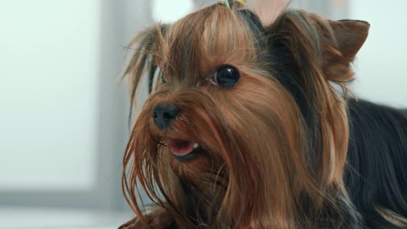 Dog puppy Yorkshire terrier on examination in a veterinary clinic. Puppy health checkup.