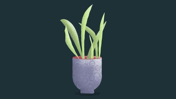 Flower Pot