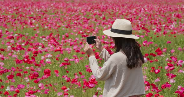 Woman take photo on poppy flower field