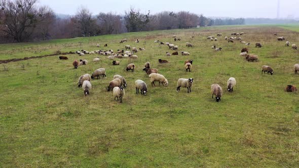 Herd of sheep outdoors. Sheep farming. Flock of sheep in a field