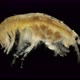 Crustacea Amphipoda Under the Microscope, Possibly a Family Micruropodidae - VideoHive Item for Sale