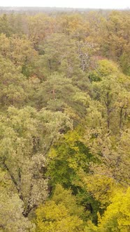 Vertical Video Autumn Forest By Day