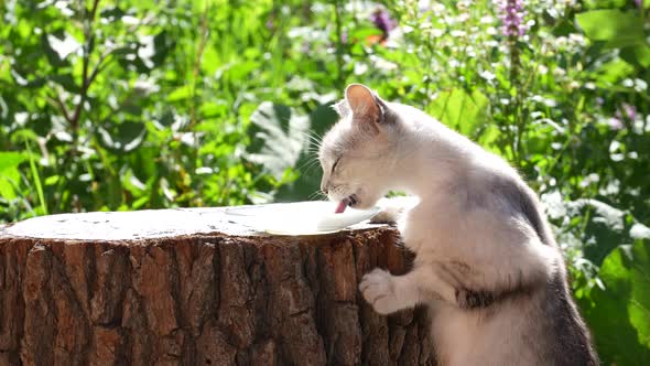 Gray cat eats milk food from a glass plate on a summer day near the garden