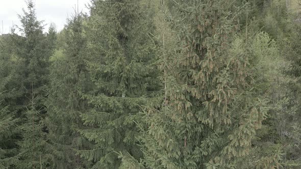 Ukraine, Carpathian Mountains: Spruce in the Forest. Aerial. Gray, Flat