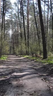 Vertical Video of a Road in the Forest Slow Motion