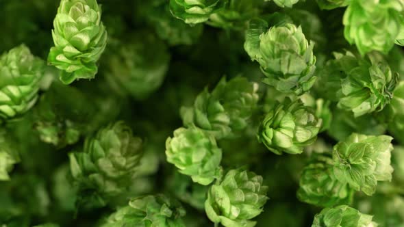 Super Slow Motion Detail Shot of Fresh Green Hops Flying Towards Camera at 1000 Fps