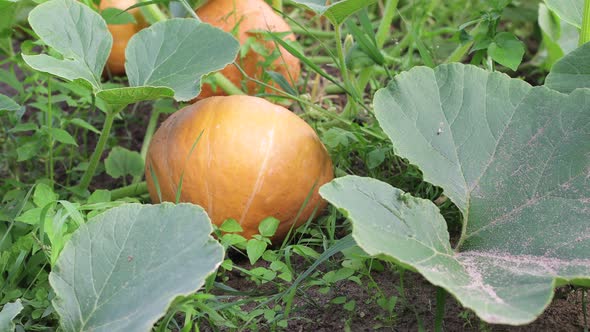 Ripe Yellow Pumpkin on a Bed of Green Foliage