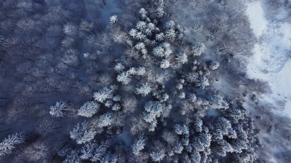 Fly Over The Frozen Forest