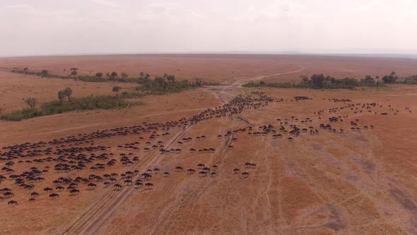 Aerial shot of gnus