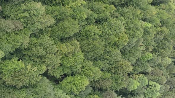 Vertical Video Aerial View of Trees in the Forest