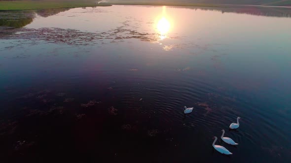 Aerial Video White Swans on a Lake in the Wild