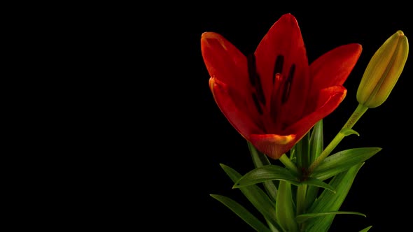 Orange Lily Flower Blooming Opening Its Blossom