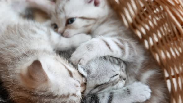 Lovely Grey Scottish Fold Kittens Playing in a Basket