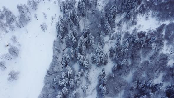 Aerial Forest view - Winter Landscape Aerial