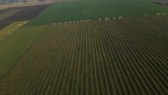 Aerial View of Wheat Fields on the Norwegian Plains