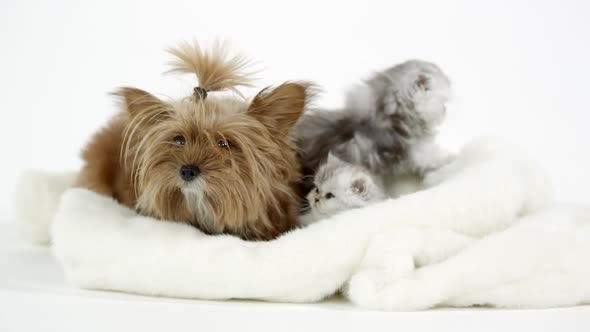 Two cute fluffy kittens sitting with puppy on white blanket