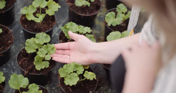 Agricuture - Female Gardener Working with Flowers Seedlings in Greenhouse