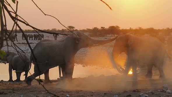 Elephants fighting in Etosha National Park, Namibia