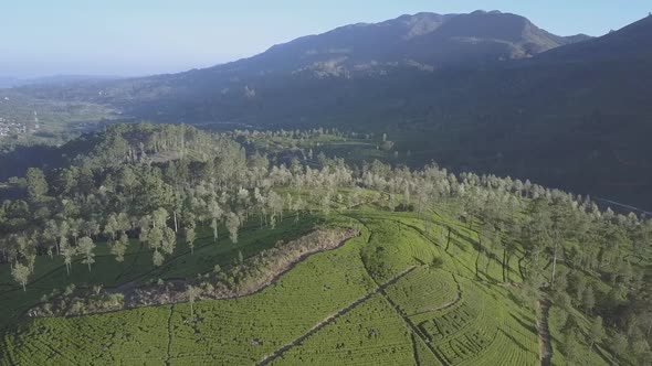 Endless Tropical Highland with Fresh Green Plantations