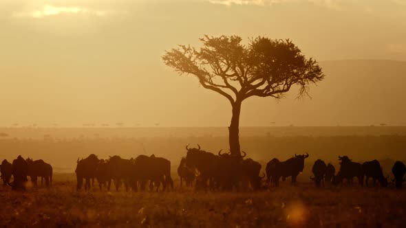 A group of animals are grazing at sunset