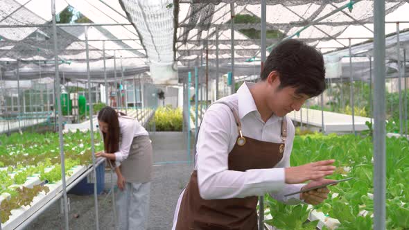 Asian men and women looking and check quality of green vegetable hydroponic farm, Small business 