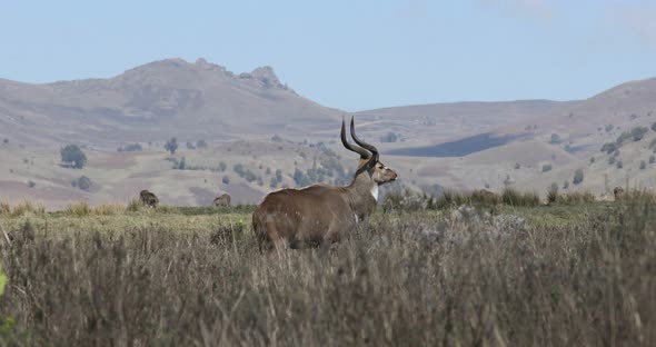 Mountain nyala, Ethiopia, Africa wildlife