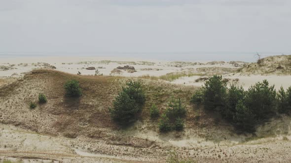 Aerial Panorama View on Curonian Spit. Different Plants on Sandy Dunes. Kaliningrad Oblast, Russia.