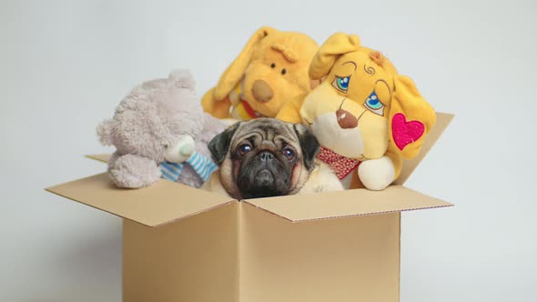 Cute Pug in a Cardboard Box with Stuffed Toys