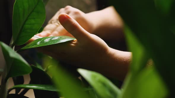 A woman's hand wipes the leaves of a houseplant with a cotton pad. Dust particles fly in the air