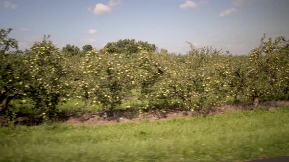 Moving past rows and rows of apple trees full of fruit in a rural orchard.