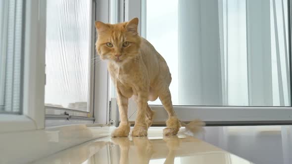 Trimmed Cat with Ginger Fur is Sitting on Windowsill After Grooming and Trimming During Summer