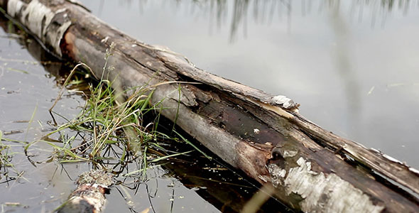 Birch Log In Water