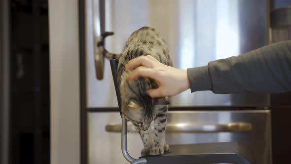 Savannah cat loves being touched by its owner