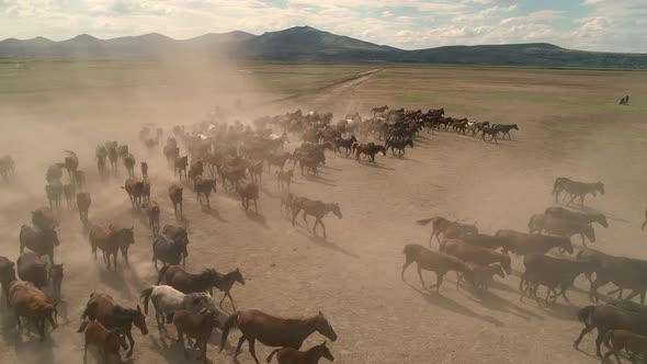 Yilki Horses On Nature