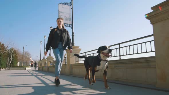 Young Female Walking with Great Swiss Mountain Dog on Sea Front at Sunrise Slow Motion