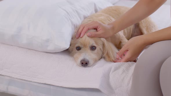 Portrait of owner petting a senior dog head with love