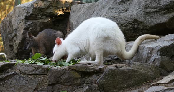 grazing white albino kangaroo, Red necked Wallaby